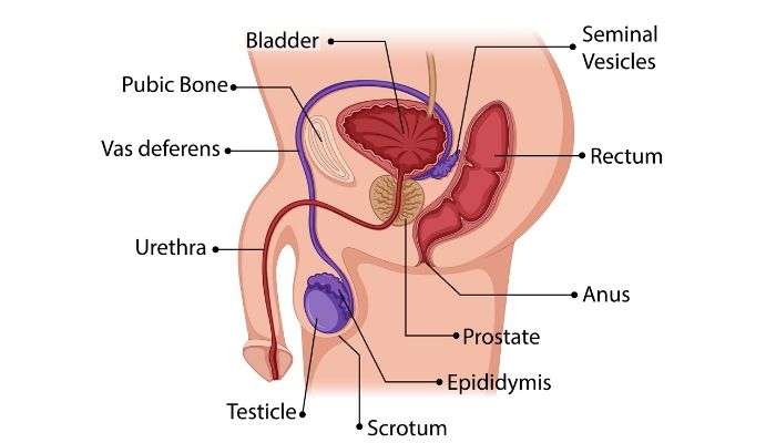 penisul corpului masculin